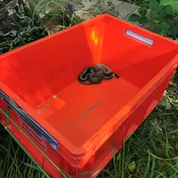 2021-06-13_kem-oberndorf_rettung-kleintier_schlange__ff-kem_2.jpg